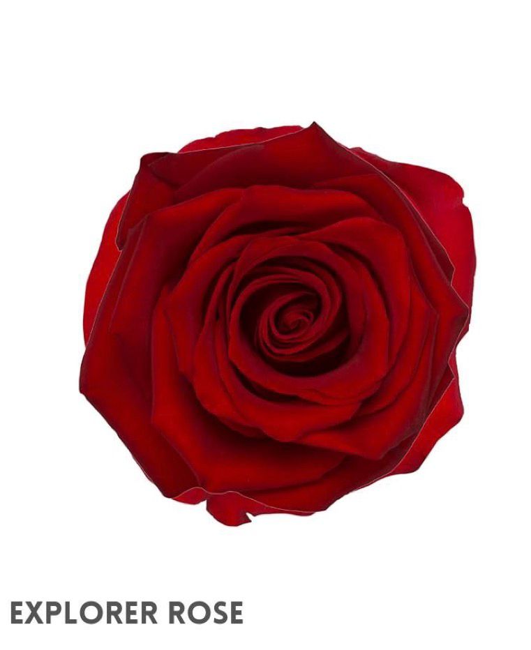 Explorer Rose