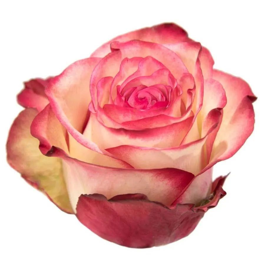 Paloma